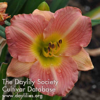 Daylily Rose Impact